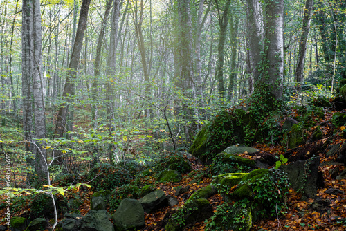 Forest in autumn in La Fageda d´en Jorda in the area of La Garrotxa in the province of Girona in Catalonia Spain photo