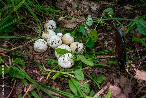witch's eggs of Phallus impudicus known as common stinkhorn mushroom laying on mossy forest floor