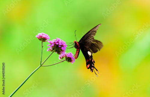 beautiful butterfly on flower in garden