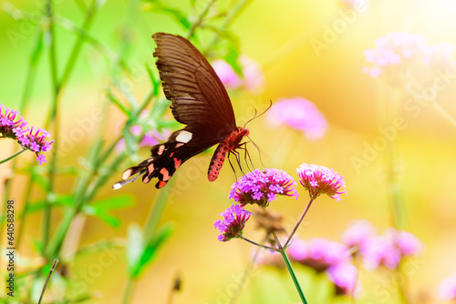 beautiful butterfly on flower in garden