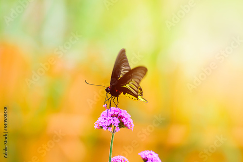beauty of the yellow butterfly © samurai