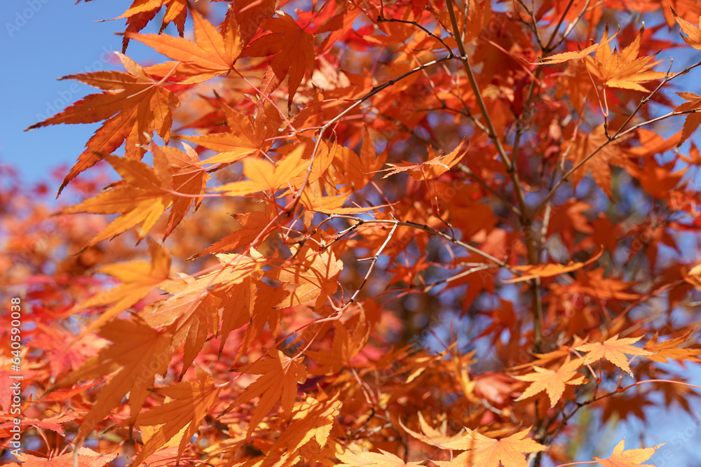 background texture of red leaves autumn leaf background background texture of red leaves autumn leaf background