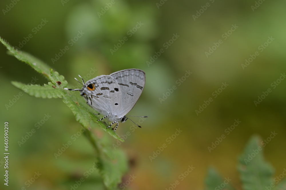Butterfly from the Taiwan (Hypolycaena kina inari (Wileman, 1908) ) Taiwan black star small gray butterfly Butterfly from the Taiwan (Hypolycaena kina inari (Wileman, 1908) ) Taiwan black star small gray butterfly