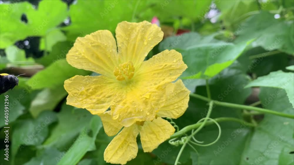 carpenter bee on vegetable food growing yellow flower with green leaves in plant in outdoor 4K carpenter bee on vegetable food growing yellow flower with green leaves in plant in outdoor 4K