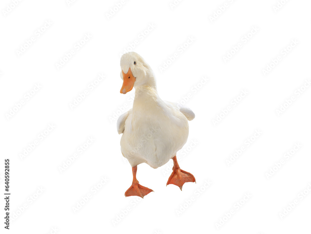 walking white duck isolated on white background walking white duck isolated on white background