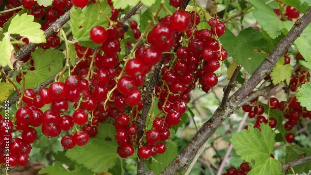 Ripe berries of red currant on branches close-up Ripe berries of red currant on branches close-up