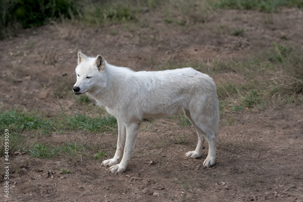 Obraz premium skinny heat-worn polar wolf in summer