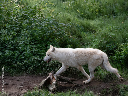Running polar wolf in the forest in summer
