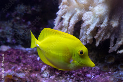 Zebrasoma flavescens - pesce chirurgo giallo