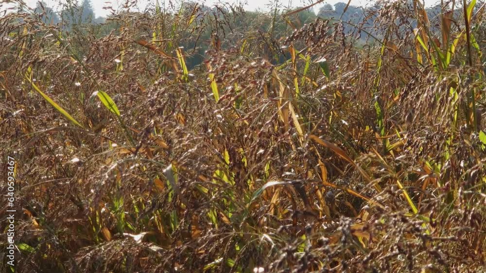 Sudan grass with ripening seeds on field at sunny morning Sudan grass with ripening seeds on field at sunny morning