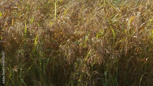 Sudan grass with ripening seeds on field at sunny morning photo