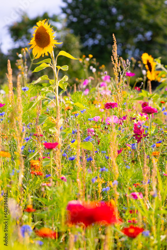 Colorful late summer flower meadow wide angle panorama. Dots of blooming plants like marigold, mallow, sunflowers, zinnia and green grass haulms in brigtht evening sunlight in Sauerland Germany. photo