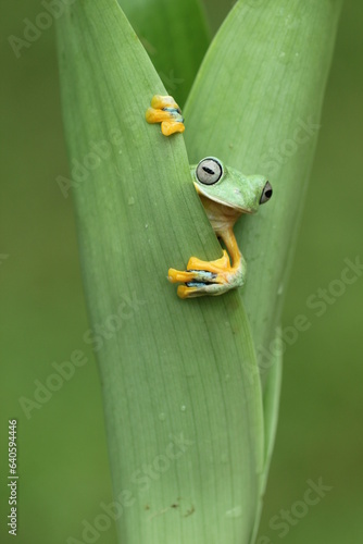 frog, green, flying frog, cute green frog
