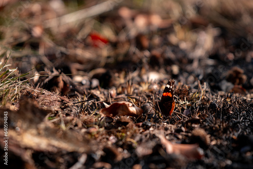 Red Admiral butterfly on the ground. Vanessa Atalanta a beautiful insect with colorful wings  standing in the sun © badescu