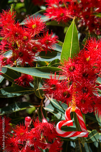 An Aussie Christmas with a heart shaped with candy cane, amongst an Australian gum tree in bloom - vertical, summer, eucalyptus 