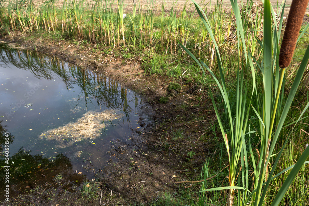 During drought dried up small pond in farmers agricultural field, growing grass on bottom in dried up pond, natural disaster concept During drought dried up small pond in farmers agricultural field, growing grass on bottom in dried up pond, natural disaster concept