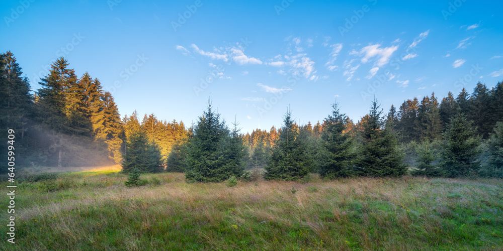 Fototapeta premium Boggy Clearing in Natural Forest of Spruce Trees with some morning fog at dawn, Thuringian Forest, Germany
