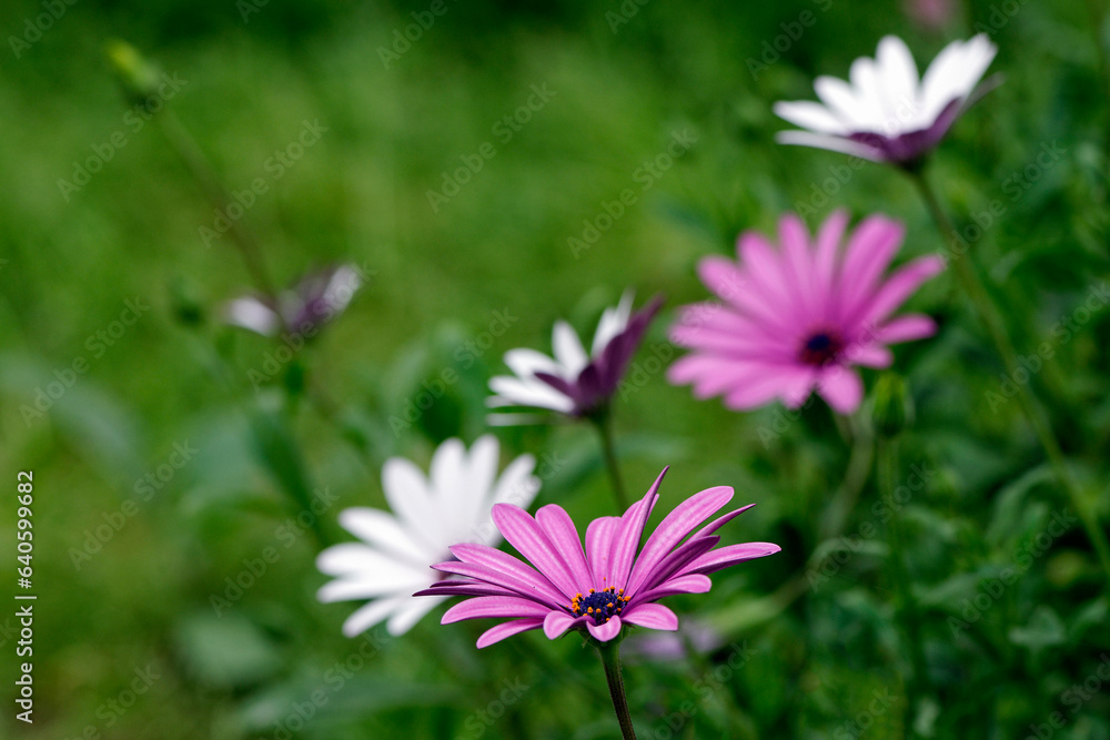 Marguerite d'Afrique