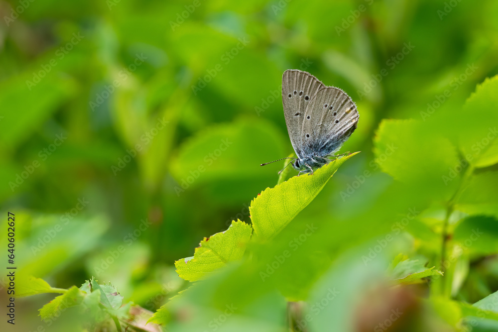 butterfly on a leaf butterfly on a leaf