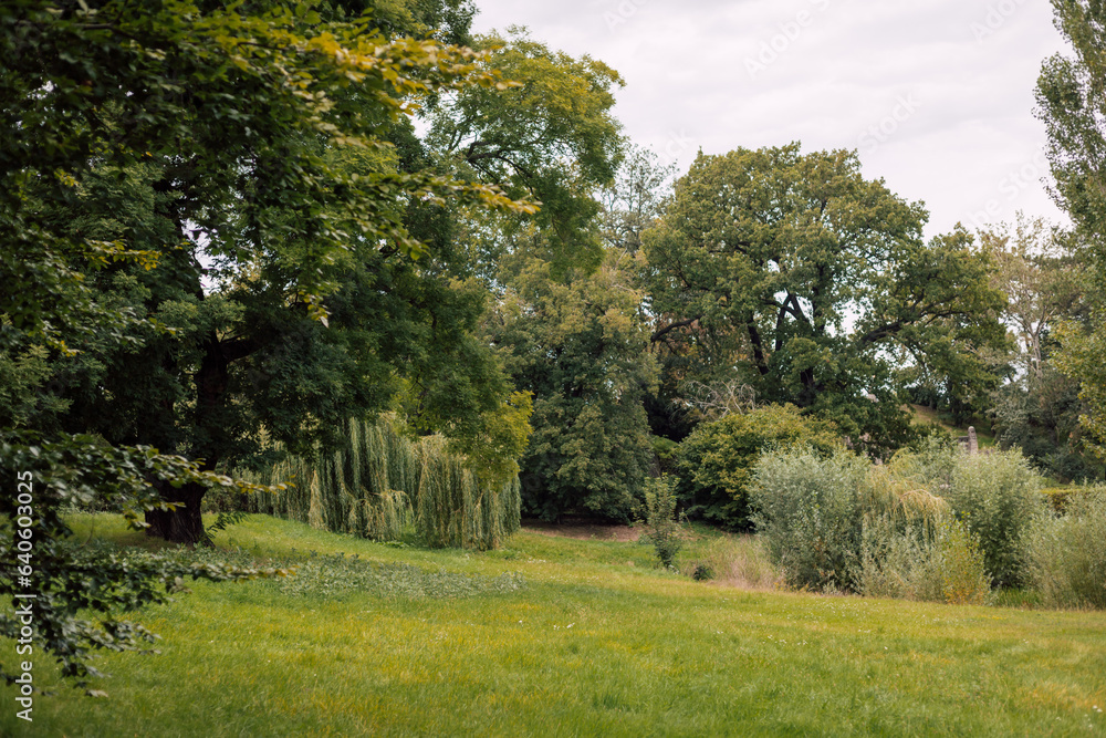 Beautiful nature. Trees in a meadow in summer on a cloudy day Beautiful nature. Trees in a meadow in summer on a cloudy day