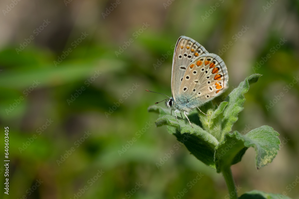 Obraz premium butterfly on leaf