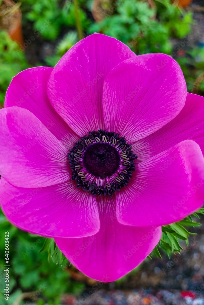 The beautiful Japanese anemone is also called anemone hupehensis The beautiful Japanese anemone is also called anemone hupehensis