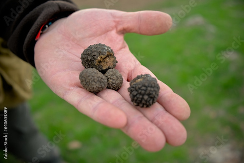 Black truffle in a person's hand, just found in the forest. An exquisite and aromatic mushroom. Close-up.