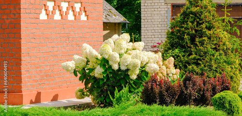 Gorgeous white hydrangea paniculata inflorescences in a summer garden, illuminated by the sun. Hydrangea sundae fraise. Flower bush by the wall of the building photo