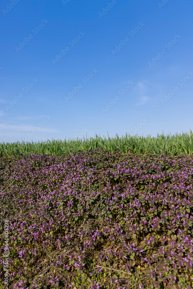 small pink and purple flowers in the field, wild spring flowers small pink and purple flowers in the field, wild spring flowers