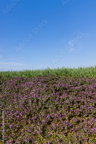 Wallpaper Mural small pink and purple flowers in the field, wild spring flowers Torontodigital.ca