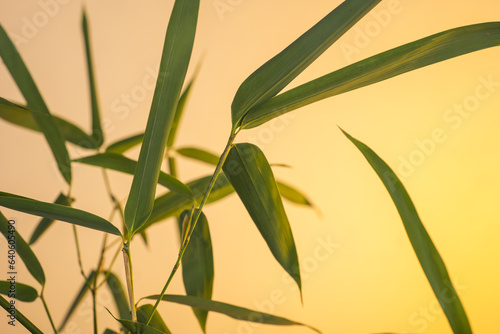 bamboo leaves and branches at sunrise