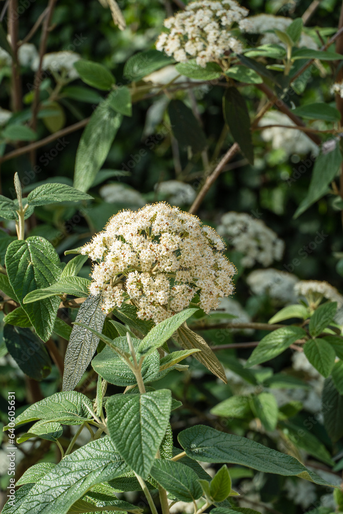 Blooming viburnum rhytidophyllum Alleghany with white inflorescences. Blurred background. Spring garden. Leathery viburnum blooms in shade of deciduous trees. Selective focus.Nature concept for design Blooming viburnum rhytidophyllum Alleghany with white inflorescences. Blurred background. Spring garden. Leathery viburnum blooms in shade of deciduous trees. Selective focus.Nature concept for design