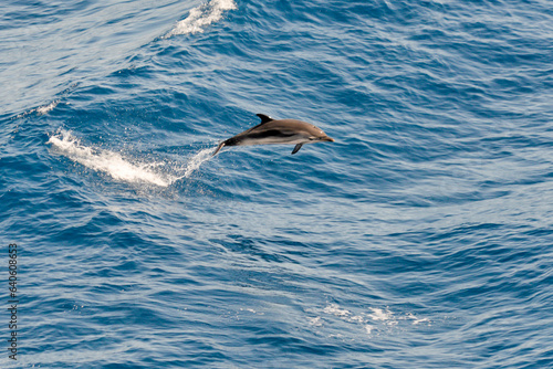 Wild dolphin jumping freely in the ocean