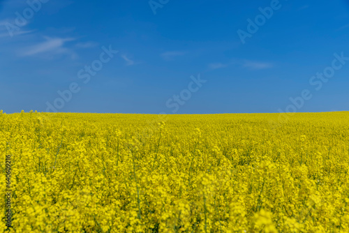 rapeseed blooming with yellow flowers in the spring season © rsooll