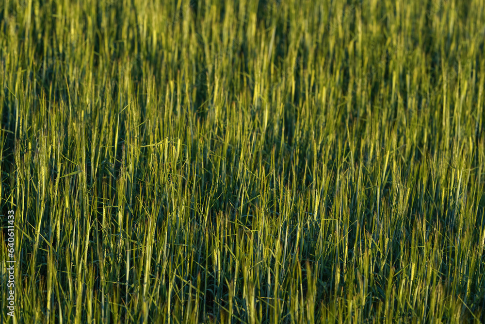 Afternoon sun shines to green young wheat field, shallow depth of field detail, only few leaves and stalks in focus Afternoon sun shines to green young wheat field, shallow depth of field detail, only few leaves and stalks in focus
