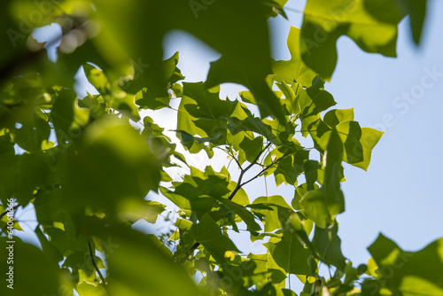 tulip tree with green foliage in windy weather