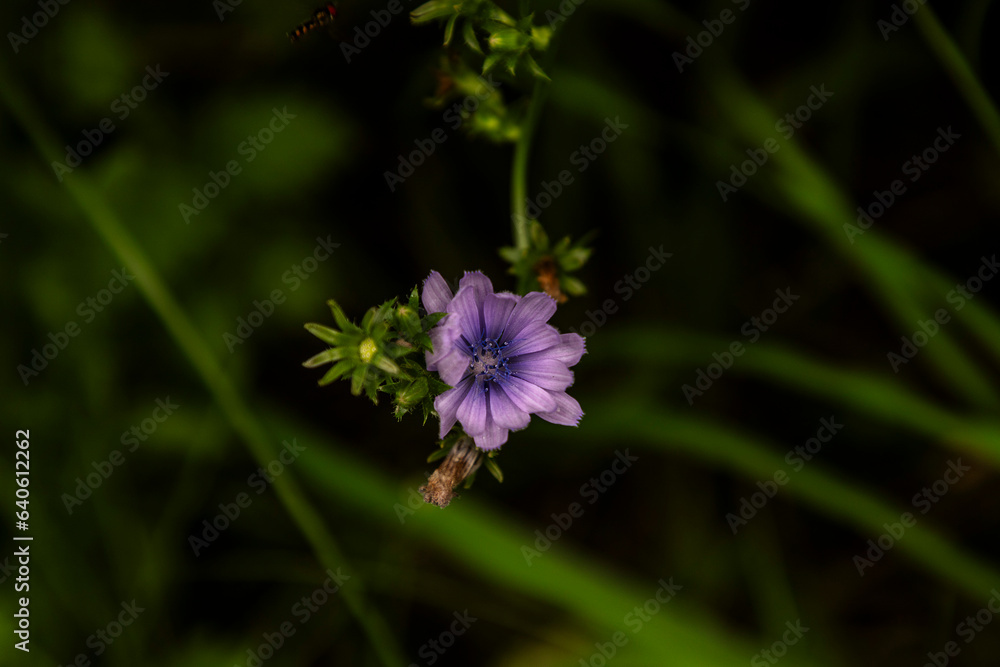 Purple Chicory flower blooms along the trail Purple Chicory flower blooms along the trail
