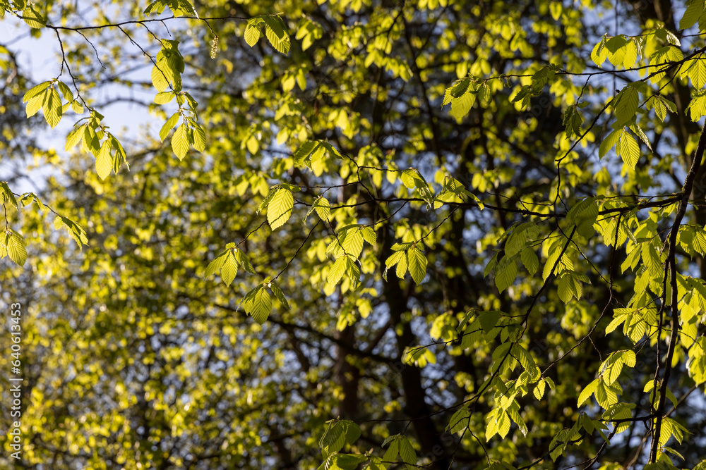 green foliage on hornbeam tree in spring bloom green foliage on hornbeam tree in spring bloom