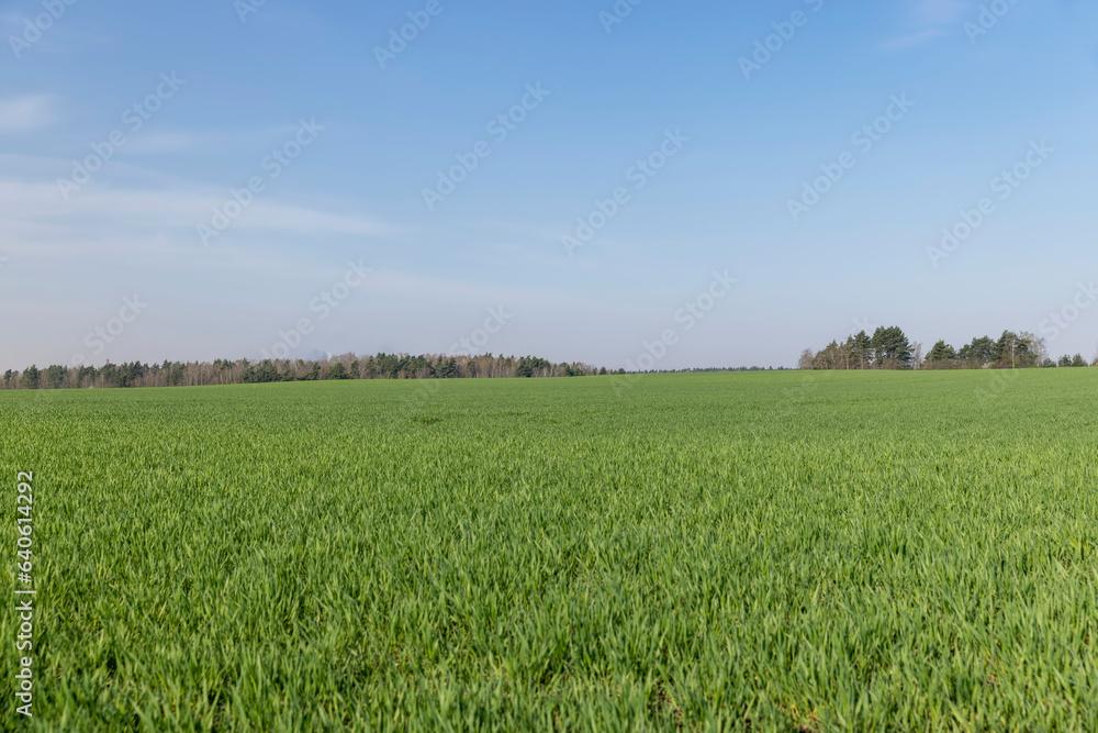 a new wheat crop in the spring season, new sprouts