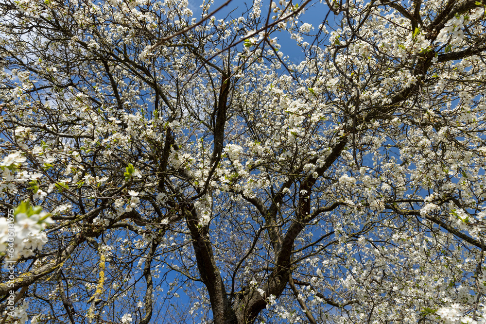 cherry blossoms in the orchard in spring cherry blossoms in the orchard in spring