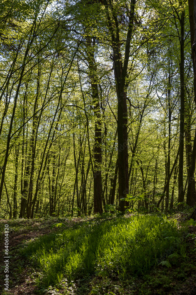 Fototapeta premium young foliage on deciduous trees in the forest in the spring season