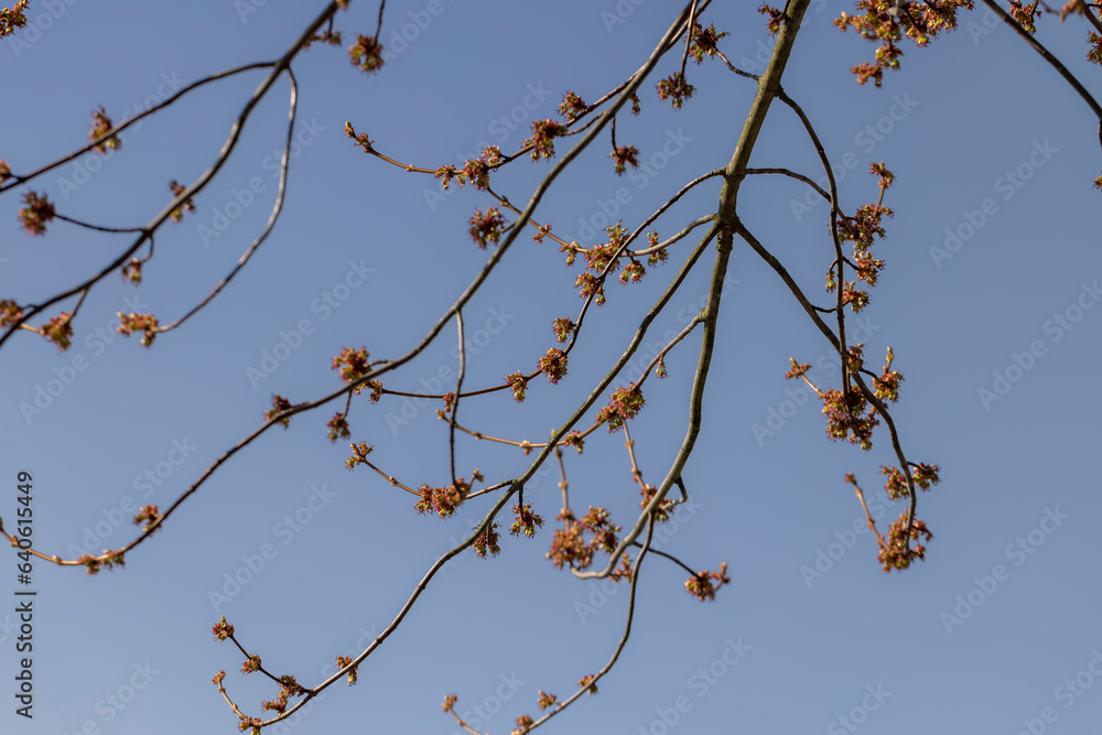 green foliage and maple flowers on trees in the spring season green foliage and maple flowers on trees in the spring season