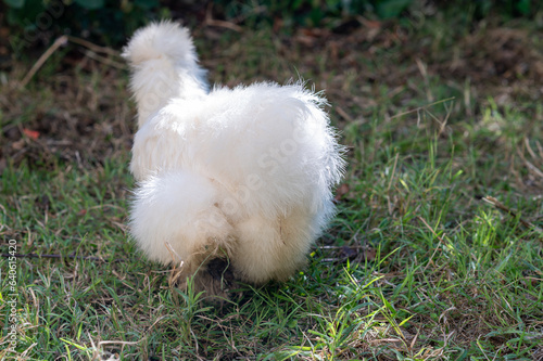 Silkies Chicken of differents colors in a garden