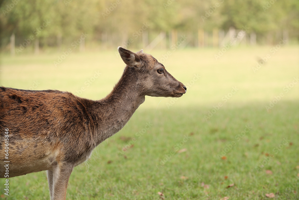 Deer are walking in the forest. Posing for a photo. Wild park. Contact with animals. Deer are walking in the forest. Posing for a photo. Wild park. Contact with animals.