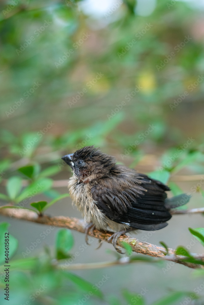Fototapeta premium sparrows between tree branches. bondol, peking, rice pests.