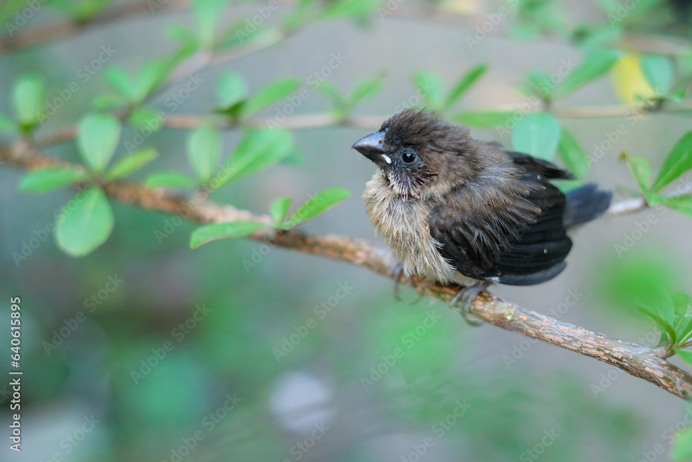 sparrows between tree branches. bondol, peking, rice pests. sparrows between tree branches. bondol, peking, rice pests.