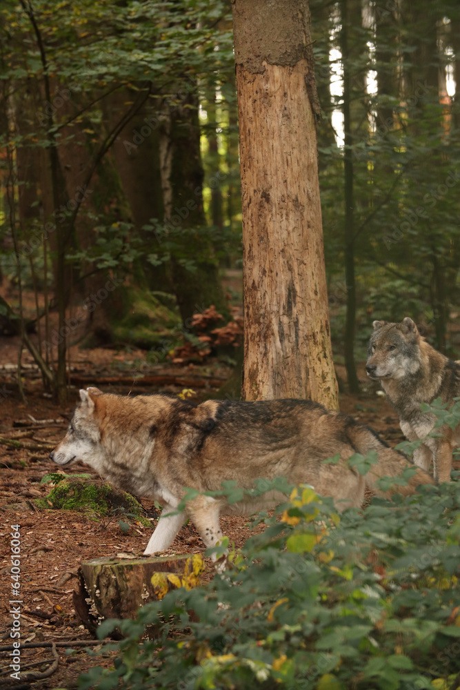The wolf lies among the bushes. Posing for a photo. Wild park. Contact with animals. The wolf lies among the bushes. Posing for a photo. Wild park. Contact with animals.