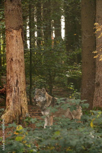 The wolf lies among the bushes. Posing for a photo. Wild park. Contact with animals.