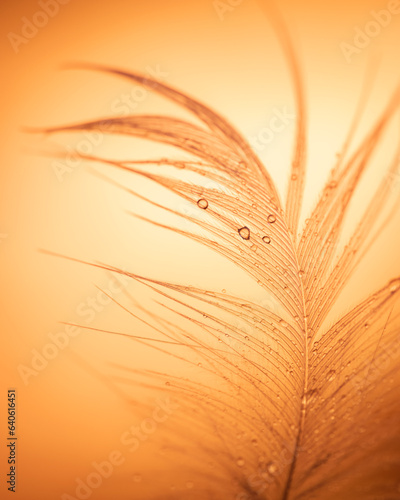 Macro feather