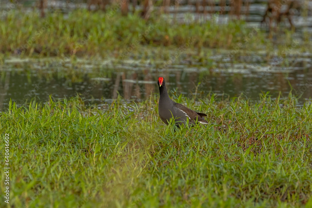 Common Gallinule forages on the edge of the marsh Common Gallinule forages on the edge of the marsh